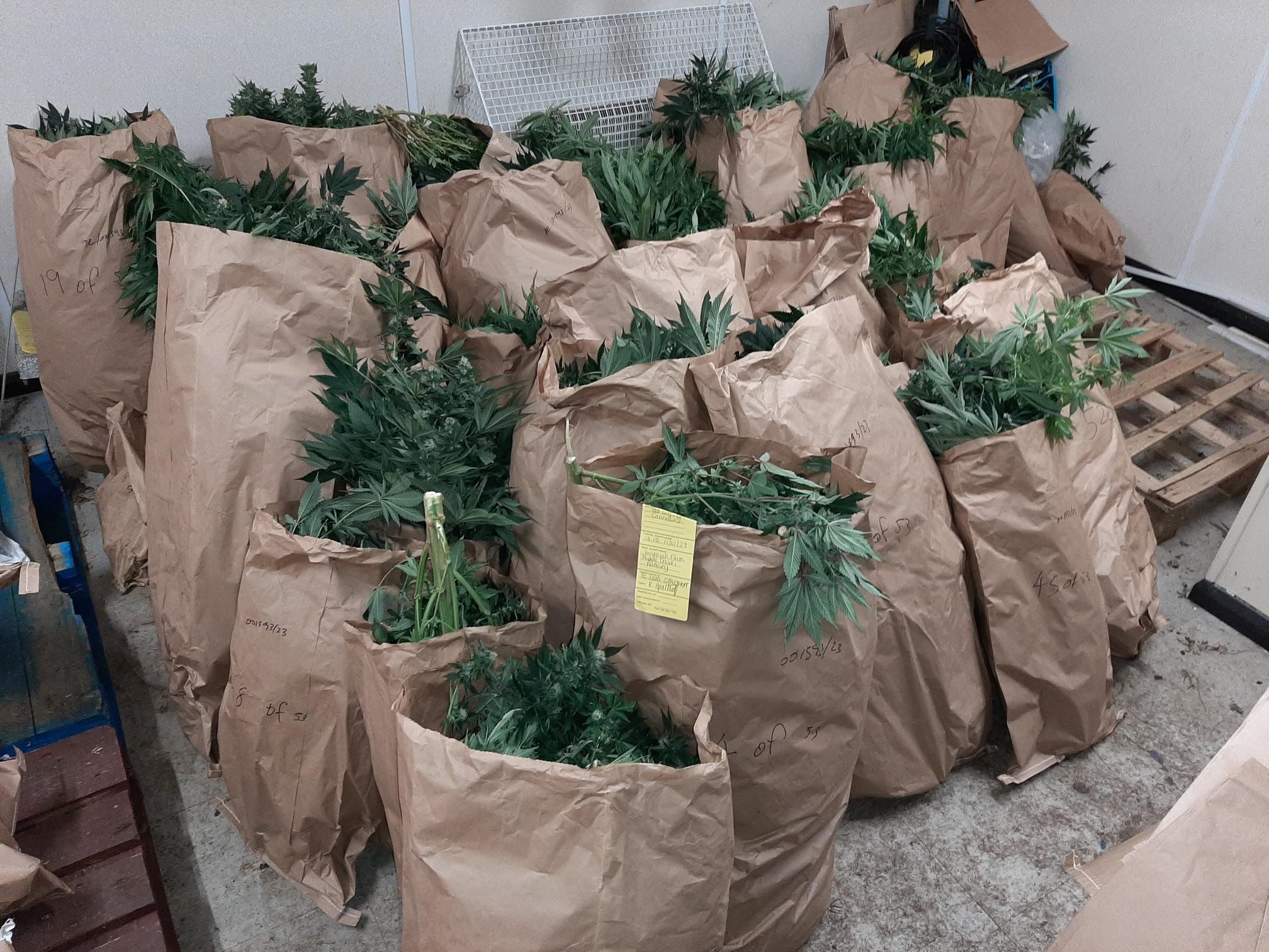 cannabis seized in Ramsey