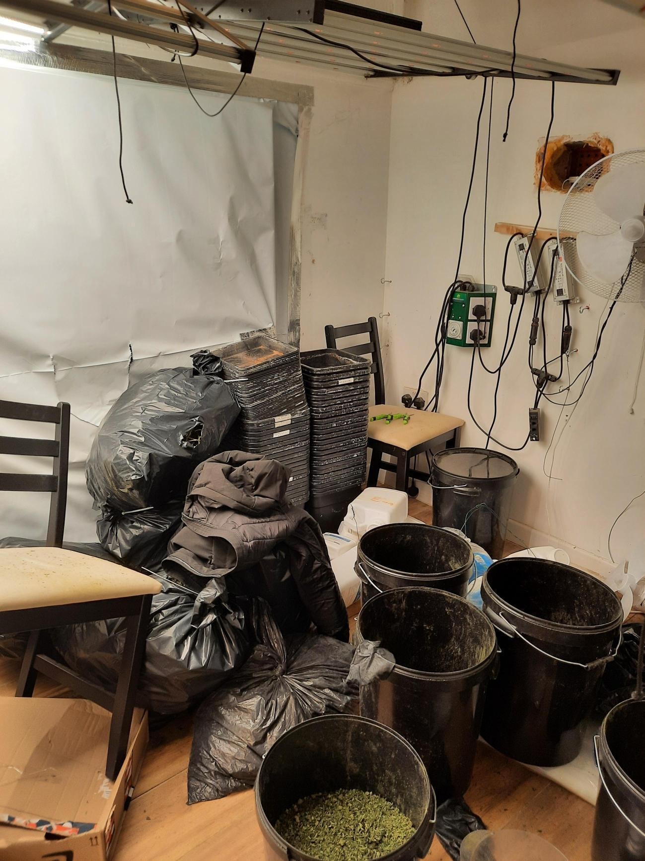 cannabis found in Willingham