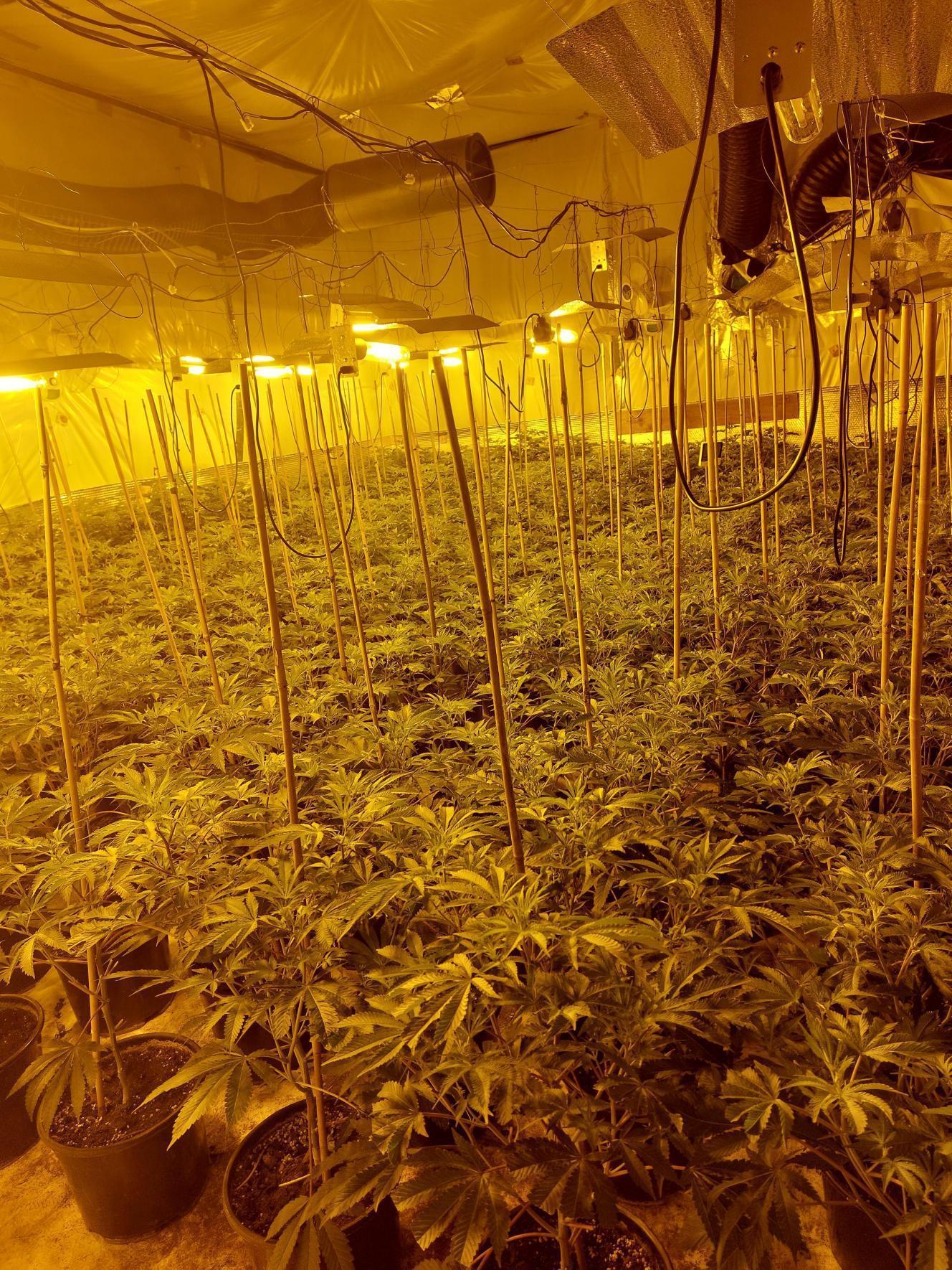 Cannabis factory found in Graveley