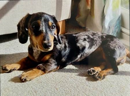 missing Peggy
