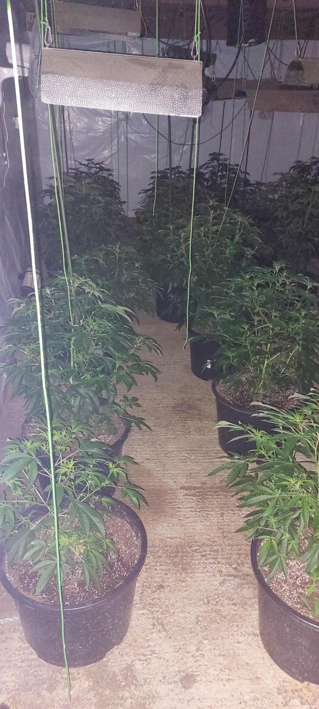 cannabis factory in Ramsey