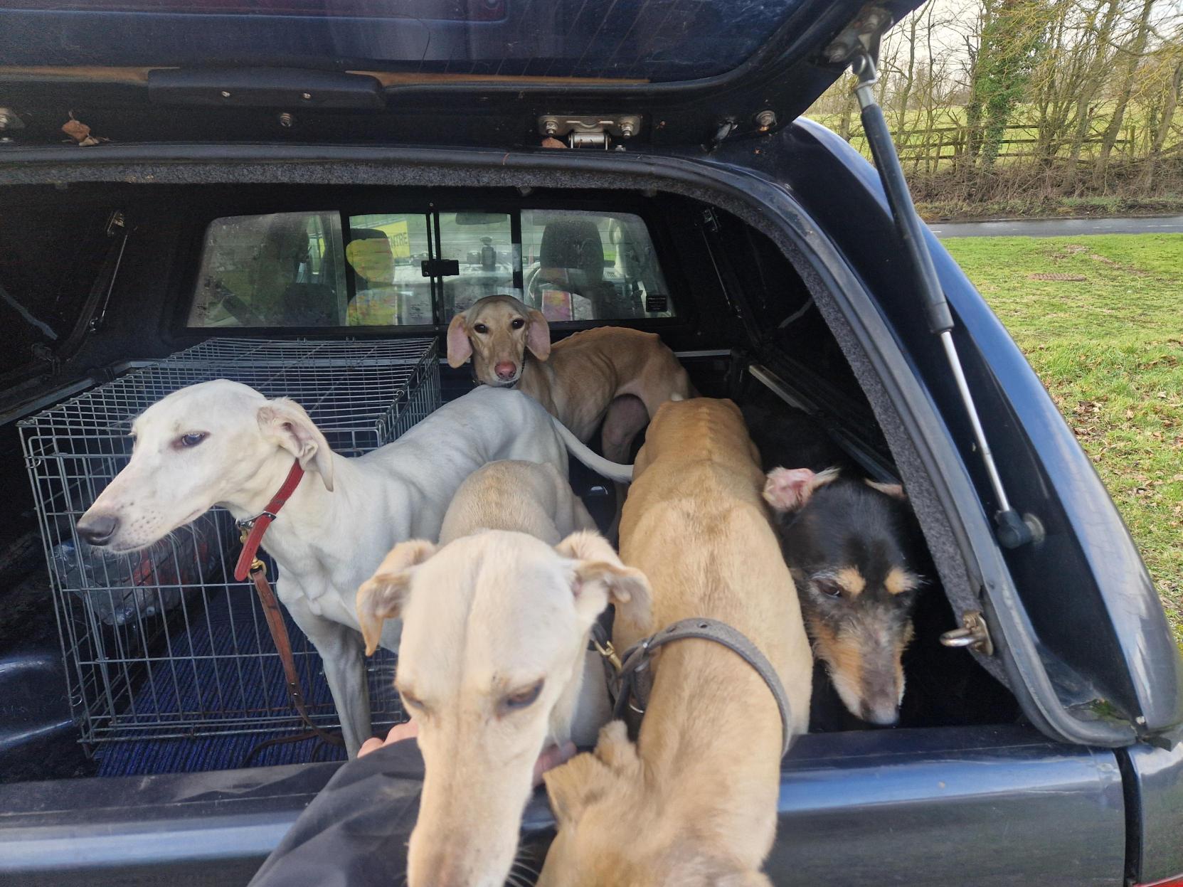 seized dogs