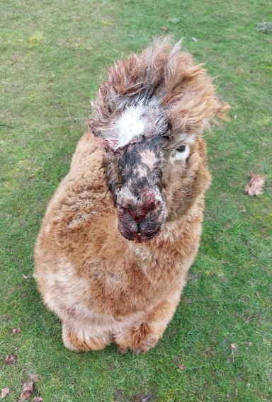 One of the alpacas